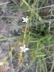 Oxygonum dregeanum