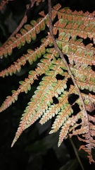 Dryopteris wallichiana