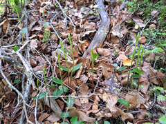 Adenochilus gracilis