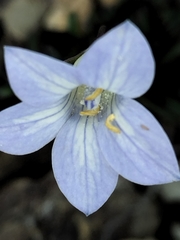 Wahlenbergia albomarginata