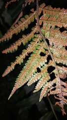 Dryopteris wallichiana