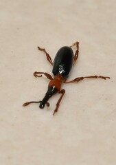 Cylas formicarius