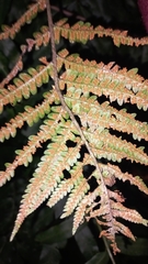 Dryopteris wallichiana