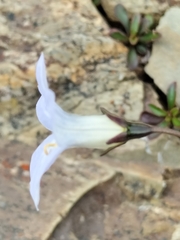 Wahlenbergia albomarginata