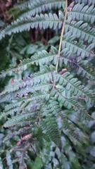 Dryopteris wallichiana