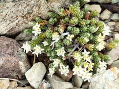 Kelleria dieffenbachii