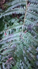 Dryopteris wallichiana