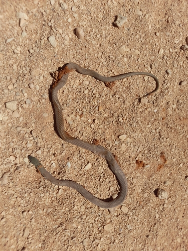 Photo of a Black-necked Whipsnake (Demansia calodera)