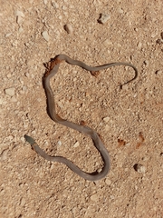 Demansia calodera