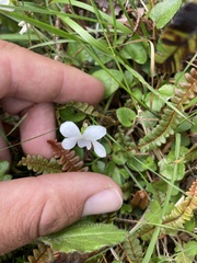 Viola cunninghamii