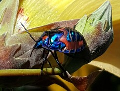 Tectocoris diophthalmus