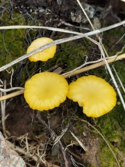 Lichenomphalia