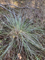 Festuca californica