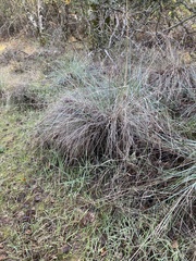 Festuca californica