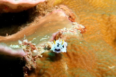Chromodoris alcalai