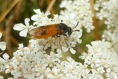 Arge melanochra
