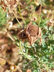 Gminatus