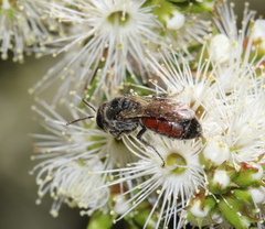 Parasphecodes