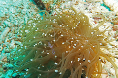 Ancylomenes sarasvati