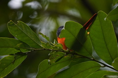 Pericrocotus solaris