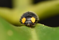 Apolinus lividigaster