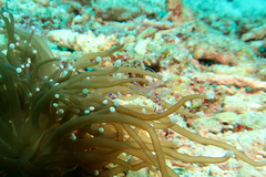 Ancylomenes sarasvati