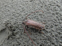 Prionoplus reticularis
