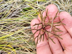 Ranunculus verticillatus
