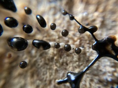 Pleurotus cystidiosus