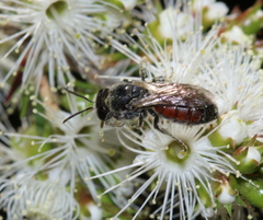 Parasphecodes