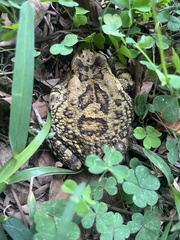 Sclerophrys garmani