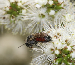 Parasphecodes