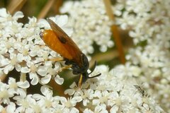 Arge melanochra