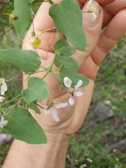 Triaspis glaucophylla