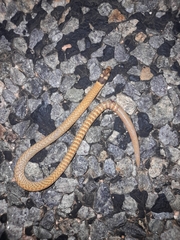 Pygopus nigriceps