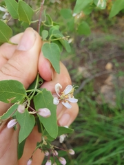 Triaspis glaucophylla