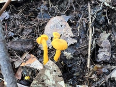 Cantharellus minor