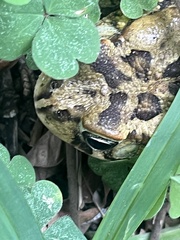 Sclerophrys garmani