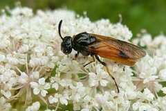 Arge melanochra