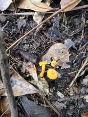 Cantharellus minor