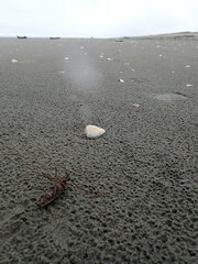 Prionoplus reticularis