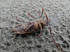 Prionoplus reticularis