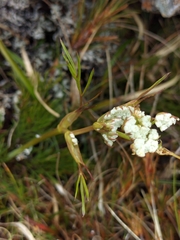 Aciphylla polita