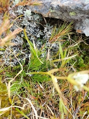 Aciphylla polita
