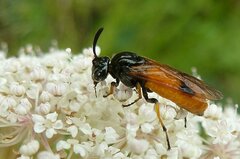 Arge melanochra