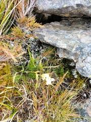 Aciphylla polita