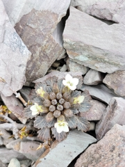 Notothlaspi rosulatum