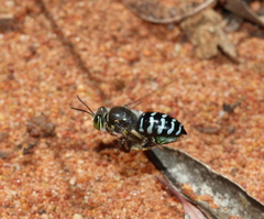 Bembix
