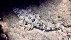 Cymbacephalus beauforti