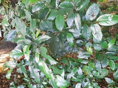 Piper tuberculatum